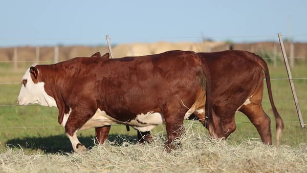 Lote Vaquillonas Braford -  Preñadas - Cabaña El Cambio