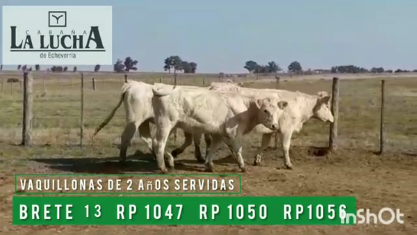 Lote VAQUILLONAS PI  DE 2 AÑOS SERVIDAS