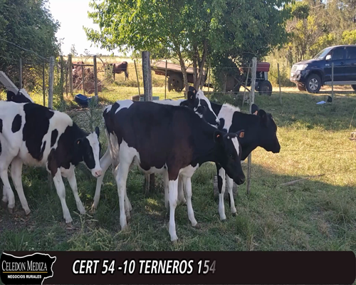 Lote 10 Terneros 8HO, 2PARDO SUIZOxHO 154kg -  en - RUTA 36, VILLA NUEVA