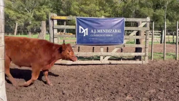 Lote 75 TERNS. MACHOS, EN GUAMINI, BS. AS.