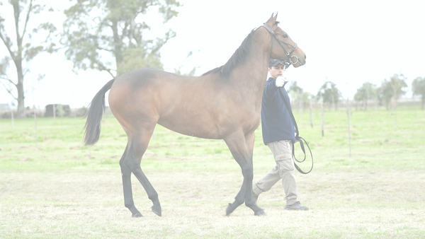 Lote REINA DE LUCES (KING GUILLERMO -  LUCKY FREEZE)