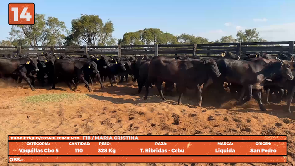 Lote LOTE 14