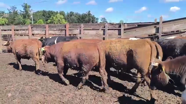 Lote 20 Novillo Gordo en Los Ángeles, VIII Región Biobío