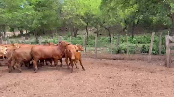 Lote 100 Vaquillonas en Salta, El Tala