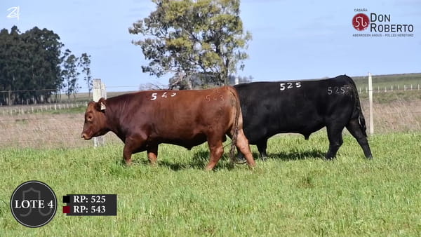 Lote Don Roberto -  Angus Colorado  2   años  (setiembre 2024)