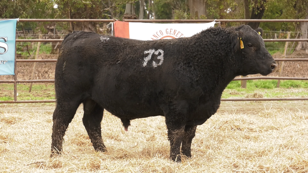 Lote TOROS ANGUS NEGROS  PC
