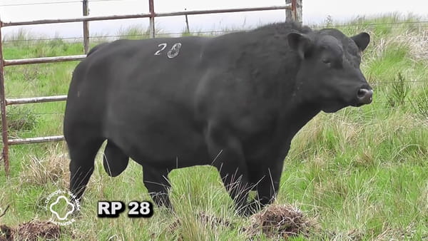 Lote Toro 3 años | S.A.