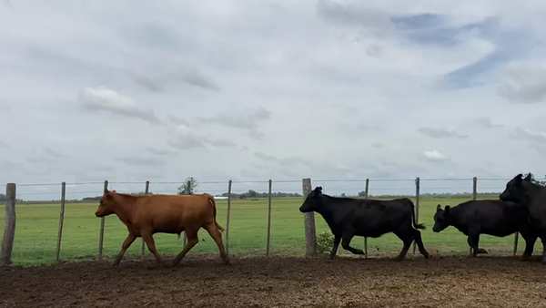 Lote 31 TERNS. MACHOS Y HEMBRAS, SALADILLO, PCIA. DE BS. AS.