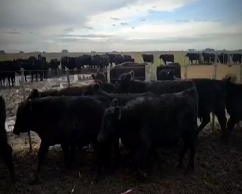Lote 73 Terneros/as de 180Kg en Ayacucho, Buenos Aires