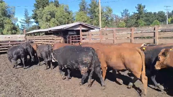  20 Vaquilla Gorda en Los Ángeles, VIII Región Biobío