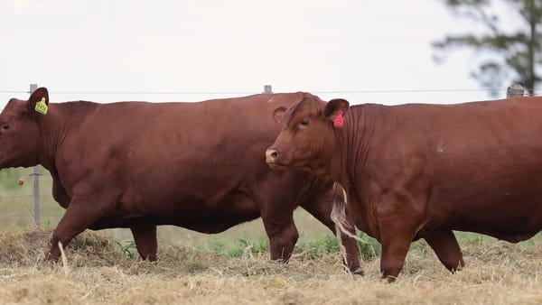 Lote Vaquillonas Brangus Gen. Avanzadas - Preñadas - Cabaña Los Guasunchos