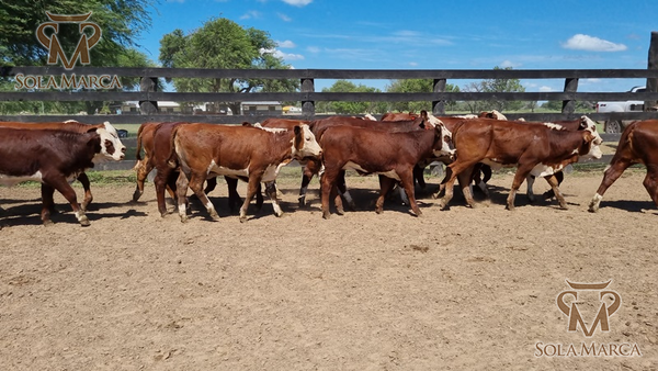 Lote Terneras CBO 2
