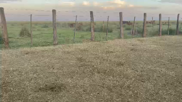 Lote 100 Novillitos Brangus en Ruta 13, Santa Fe