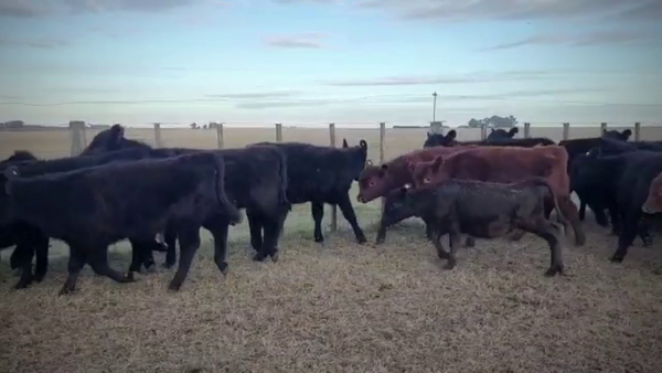 Lote 112 Terneras en Coronel Pringles, Buenos Aires