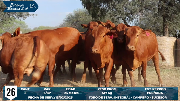 Lote LOTE 26