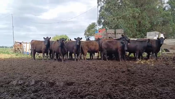 Lote (Vendido)14 Vaquillonas preñadas ANGUS en VALDENSE SAUCE