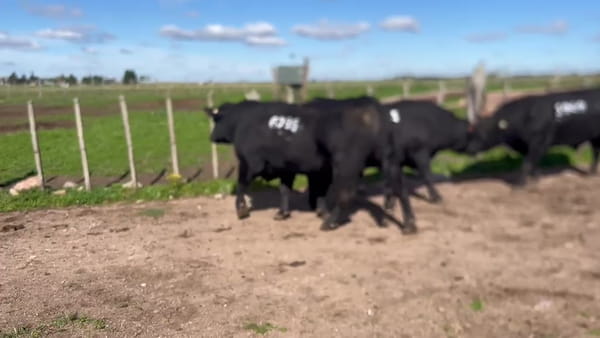 Lote ESCUELA AGRARIA LA CAROLINA
