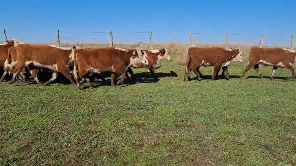 Lote 120 Terneros