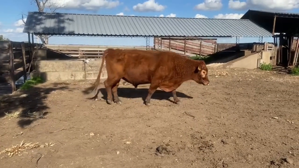 Lote Toros