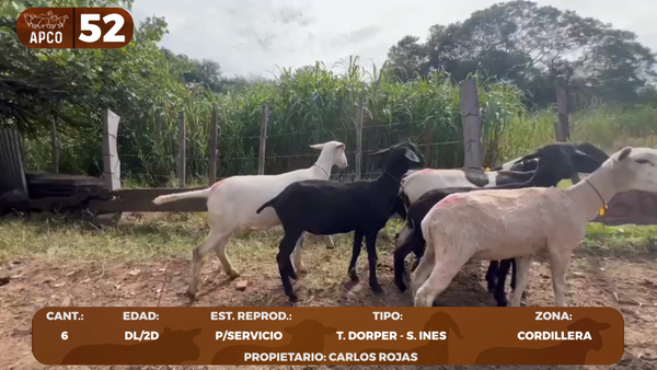 Lote LOTE 52 -POR PANTALLA