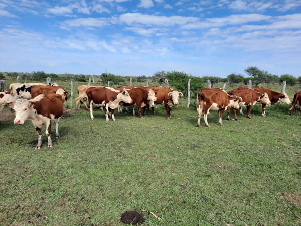 Lote SAENZ VALIENTE, BULLRICH Y Cia. S.A.