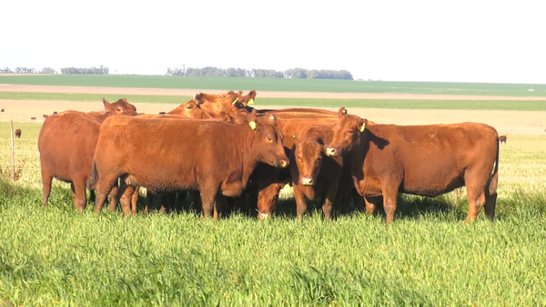 Lote VACAS  ANGUS COLORADO   P. CONTROLADAS C/ GTIA DE PREÑEZ PARICION OTOÑO