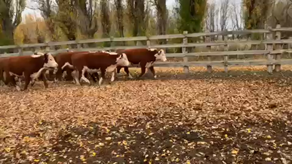 Lote 45 Novillo Engorda en Coyhaique, XI Región Aysén