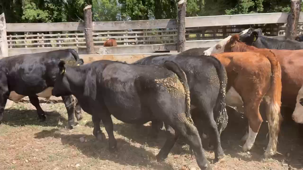 Lote 13 Novillo Engorda en Coyhaique, XI Región Aysén