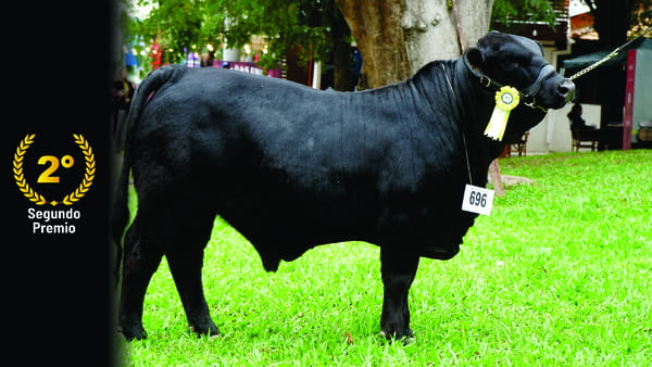 Lote Brangus a Bozal Expo 2022 RP 4474 - Lote 8