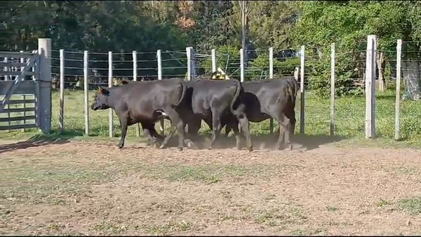 Lote VAQUILLONAS GORDAS