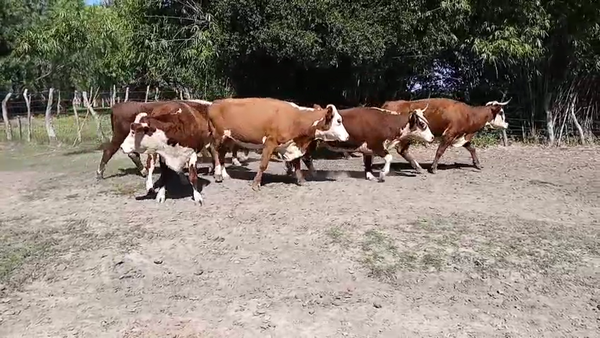 Lote (Vendido)13 Vacas faena, Corrientes