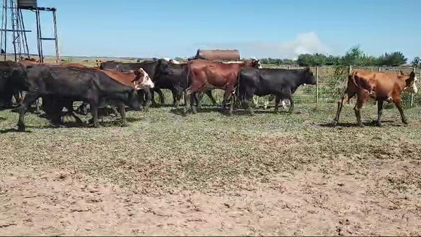 Lote 52 Vaquillonas en Santo Tomé, Corrientes