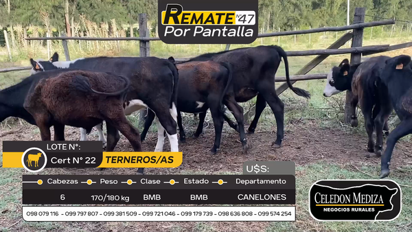 Lote 6 Terneros y Terneras en Otra Localidad, Canelones