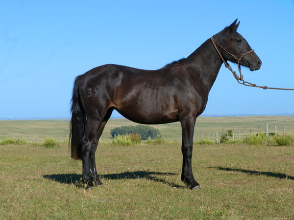 Lote Japonesa del Cerro Grande