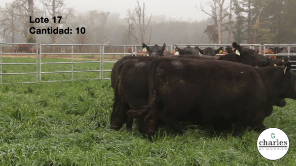 Lote Vaquillonas Negras M.A.S Paricion Primavera