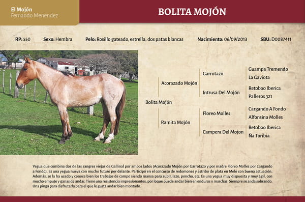 Lote Bolita Mojón (RP 550) - Cabaña El Mojón