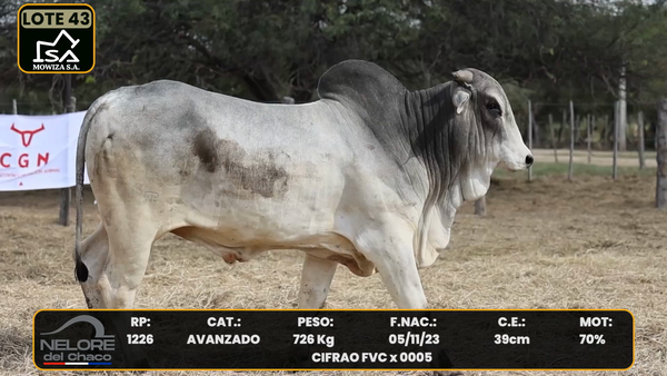 Lote LOTE 43
