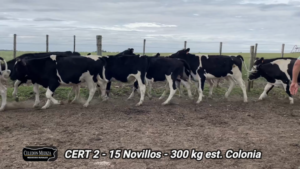 Lote 15 Novillos 1 a 2 años en Miguelete, Colonia