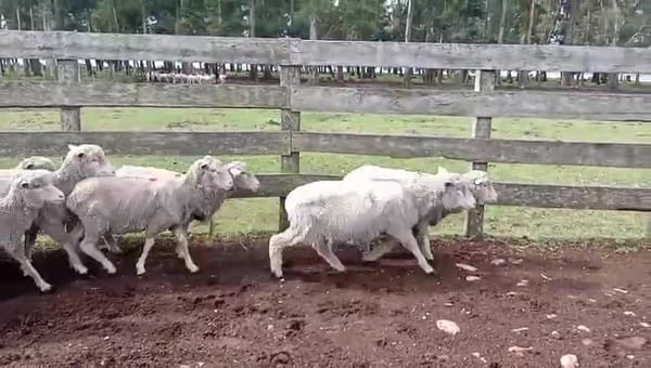 Lote OVEJAS