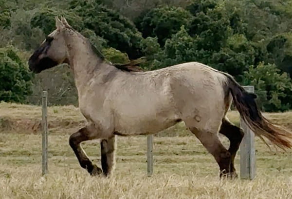 Lote ELVIS EL TACUARAL