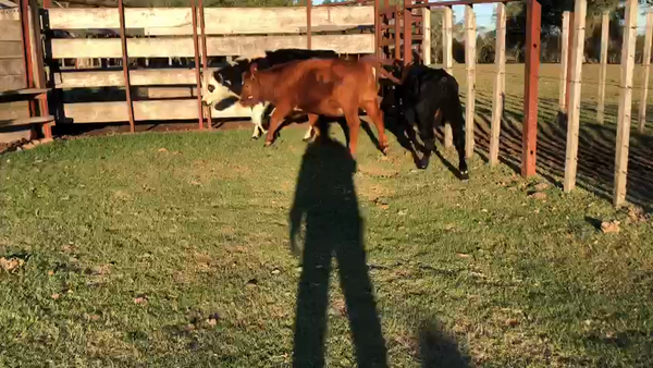 Lote 3 Terneros (2H, 1M)