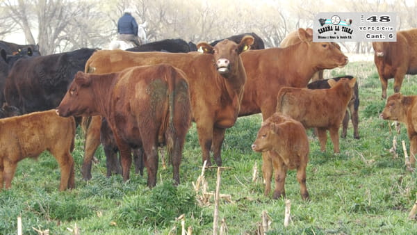 Lote VAQUILLONAS PC NEGRAS PARIDAS