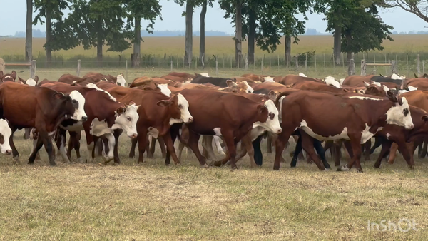 Lote 120 Terneras en Corrientes, Bella Vista