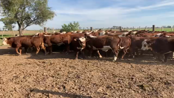 Lote 82 Terneros Braford en Sarmiento, Santa Fe