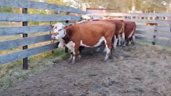 Lote 7 vacas gordas y pulpudas Hereford. De Walter Stoletniy.