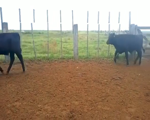 Lote 59 Terneros en Rosales, Córdoba