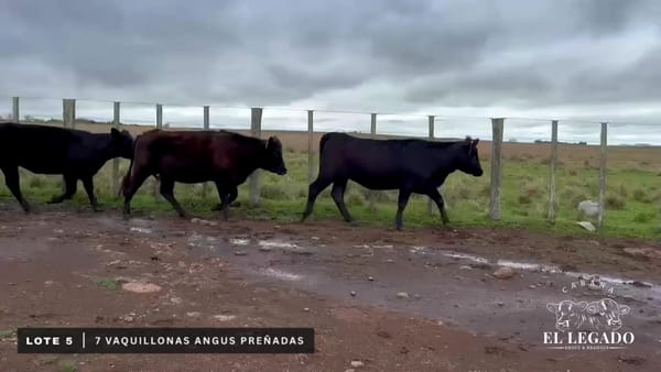 Lote Vaquillonas Angus preñadas