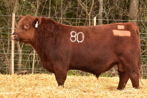 Lote TOROS ANGUS PC