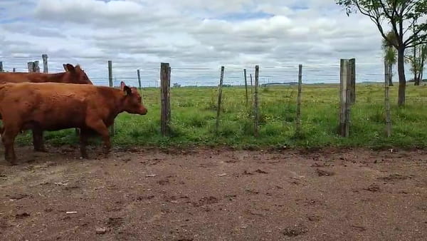 Lote Vacas PO y seleccionadas sin servicio vacías