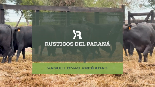Lote VAQ. PREÑADAS GENERALES
